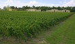 Domaine de Chevalier